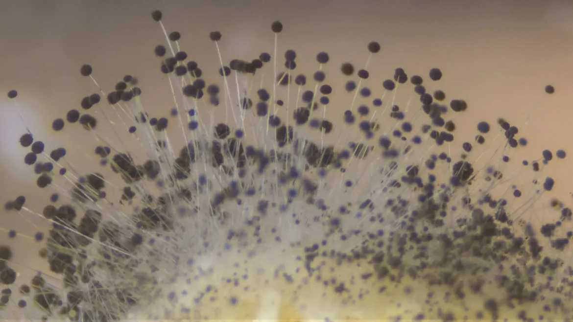 Orange-Mold-On-Camera-Causes_-Effects_-And-How-To-Prevent-It Orange Mold On Camera: Causes, Effects, And How To Prevent It?